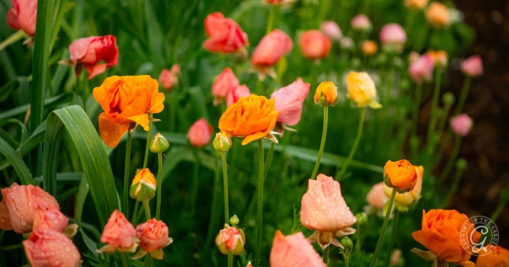 Order Bulbs for Fall Planting: Start Planning Your Fall Garden Now
