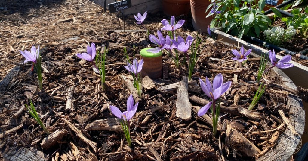 Order Bulbs for Fall Planting: Start Planning Your Fall Garden Now