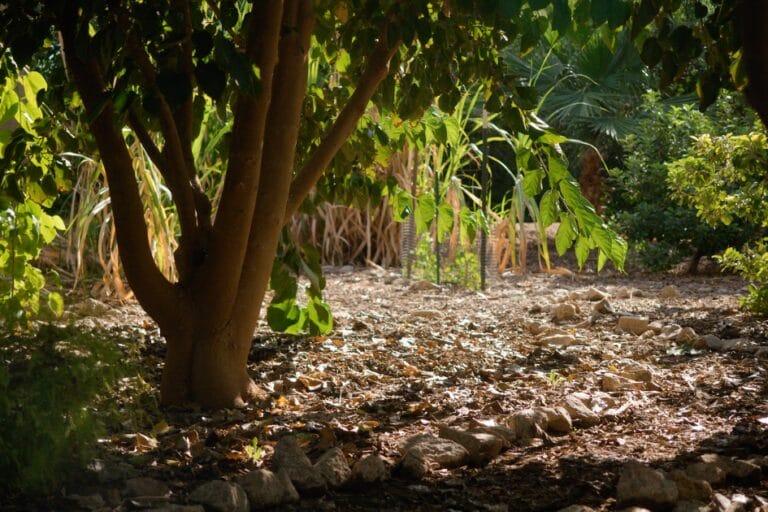 Organic Fruit Tree Fertilizing: Four Simple Steps featured image