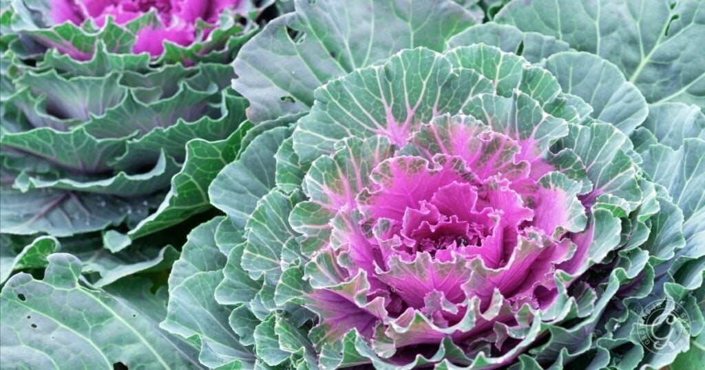 Ornamental cabbage with ruffled green leaves and a vibrant purple center grows in a garden, making a striking addition recommended by the Arizona Annual Flowers Planting Guide.