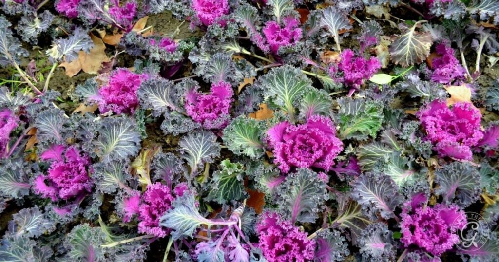 Purple ornamental cabbages with ruffled leaves growing closely together in a garden bed add vibrant color, making them a striking choice recommended by the Arizona Annual Flowers Planting Guide.