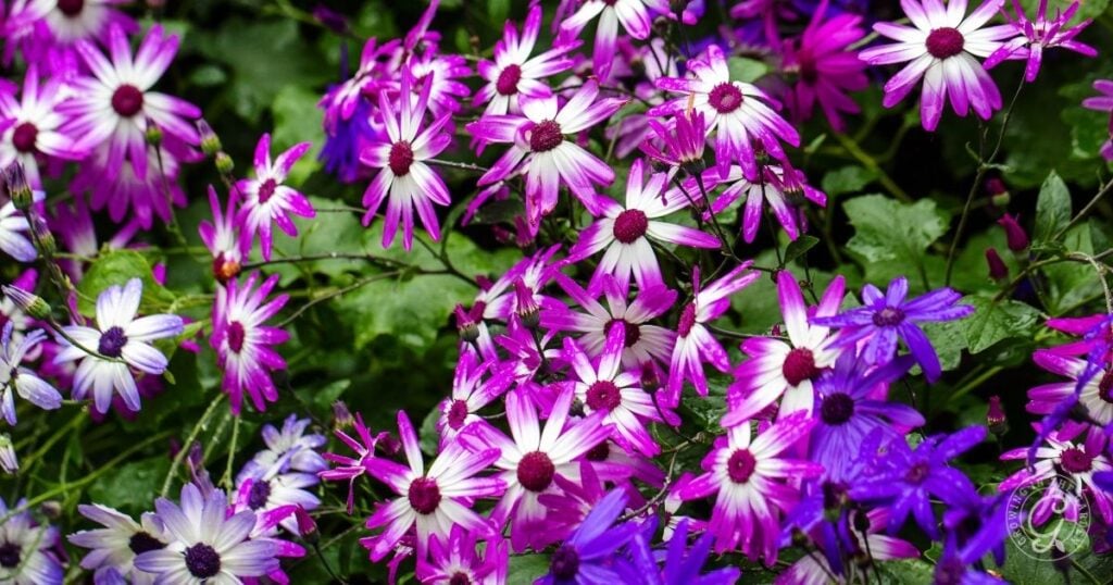 Purple, pink, and white daisy-like flowers bloom among green leaves, adding vibrant color to your garden. Discover more in the Arizona Annual Flowers Planting Guide.