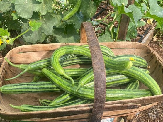 Painted Serpent Armenian Cucumber featured image