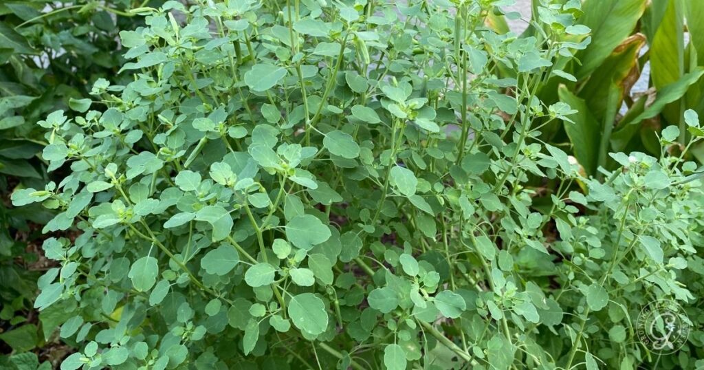 A lush green plant with small, rounded leaves and thin stems growing densely outdoors in a garden setting.