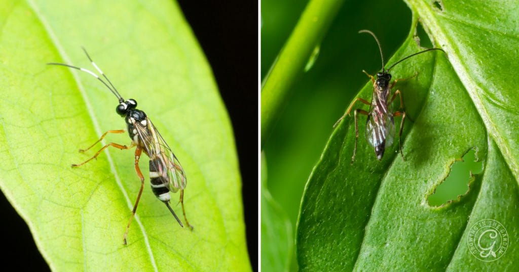 Parasitoid wasps