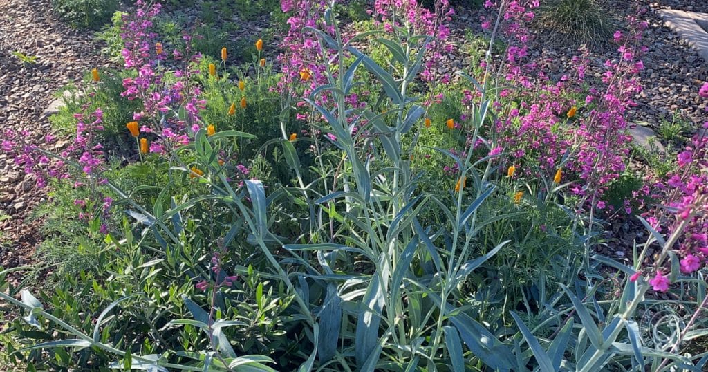 Best Plants to Attract Beneficial Insects & Pollinators