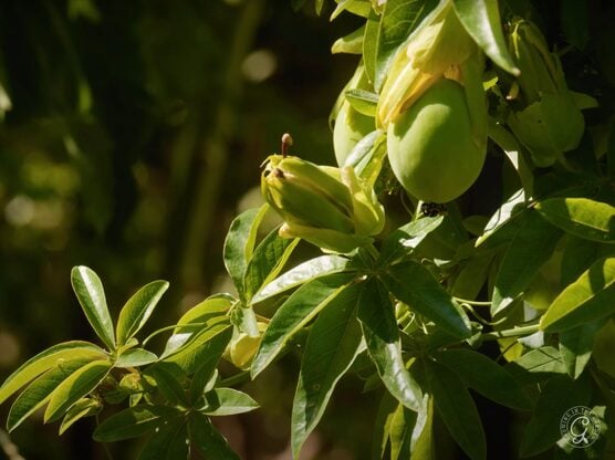Passion Flower featured image