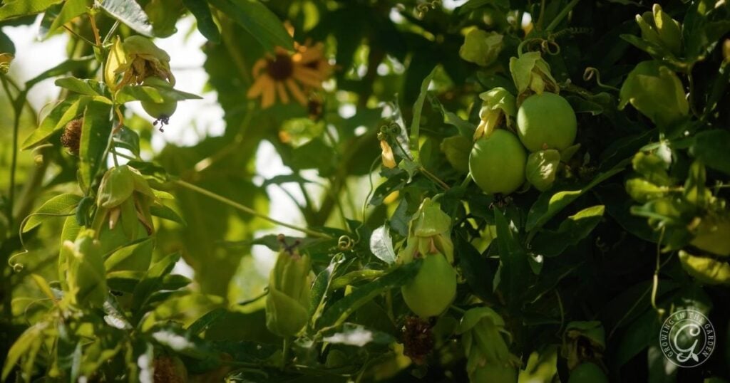 Green passion fruits growing among dense green leaves in bright sunlight, following tips from the Arizona Fruit Planting Guide.