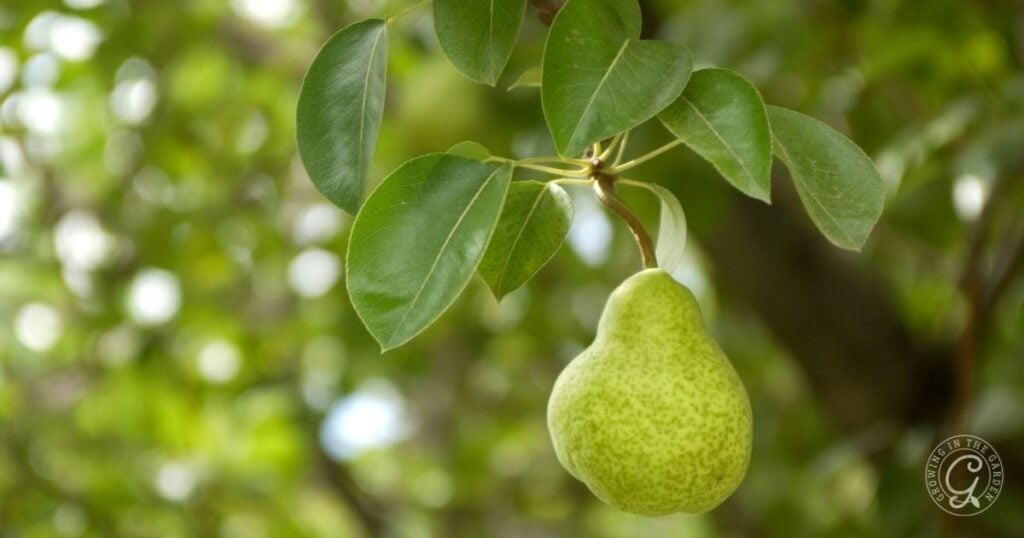 A green pear hangs from a tree branch with lush green leaves and a blurred background, illustrating tips from the Arizona Fruit Planting Guide.