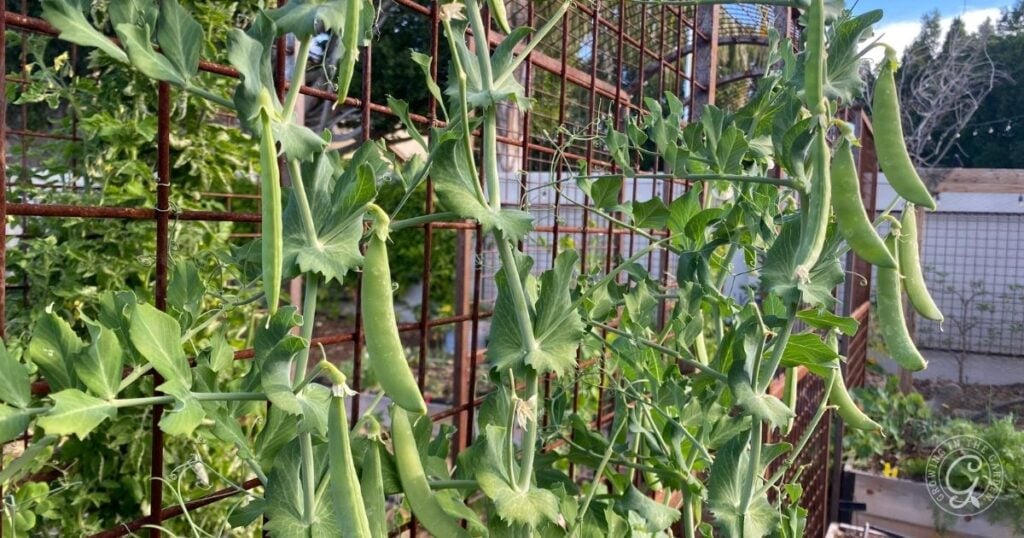 Green pea pods growing on a vine, climbing up a rusty metal trellis—a classic example of vertical gardening vegetables—surrounded by various other plants and greenery in the garden background.