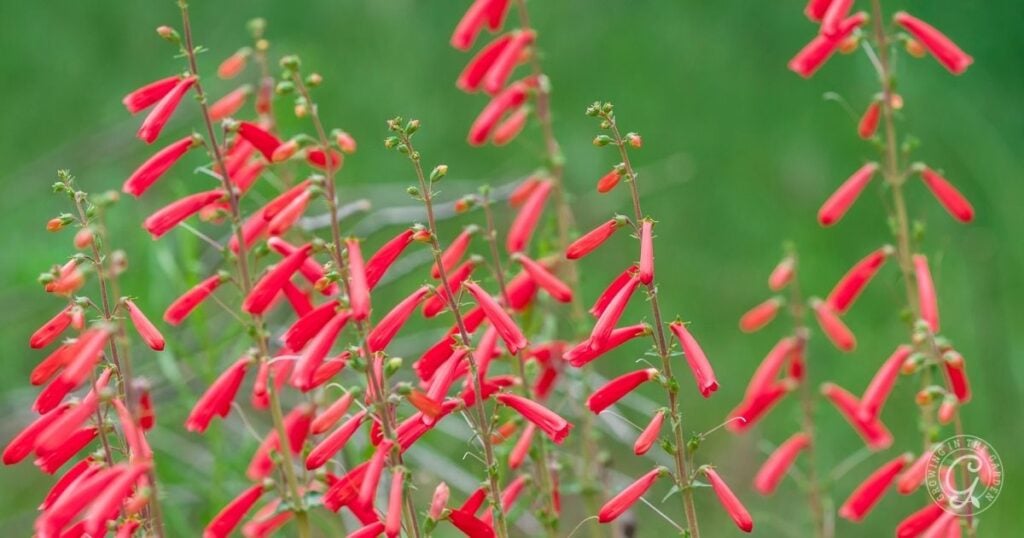 Bright red tubular flowers growing on slender green stems against a blurred green background.