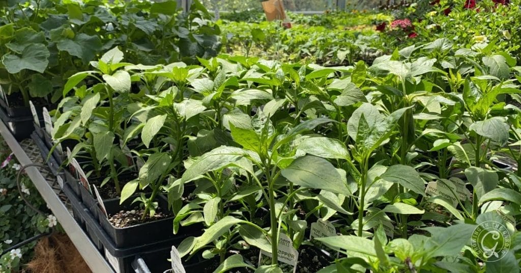 Pepper Transplants