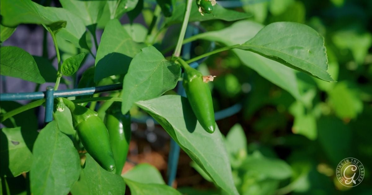 Two green jalapeño peppers, vegetables that love hot summers, growing on a leafy plant supported by a metal garden cage.
