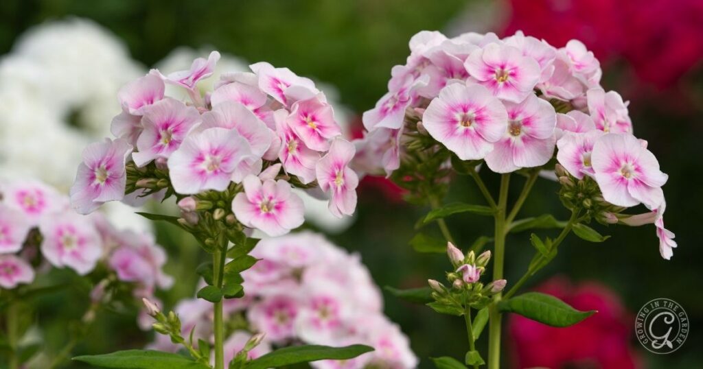 Pink and white phlox flowers blooming outdoors with green foliage in the background, as featured in the Arizona Annual Flowers Planting Guide.