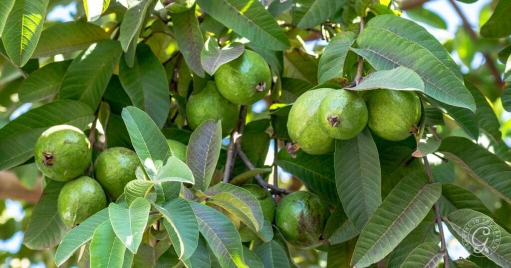 Several green guavas hanging from branches surrounded by lush green leaves on a tree, showcasing a vibrant scene as seen in the Arizona Fruit Planting Guide.