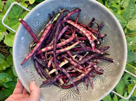 Pinkeye Purple Hull Cowpeas featured image