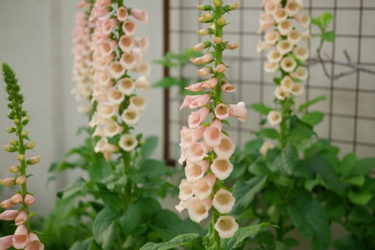 Cool-Season Hardy Annual Flowers: Plan Ahead For Spring Blooms featured image