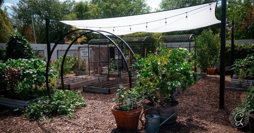 Raised garden beds with green plants, a shade canopy, string lights, and potted plants create an inviting community space, showcasing thoughtful raised bed garden design.
