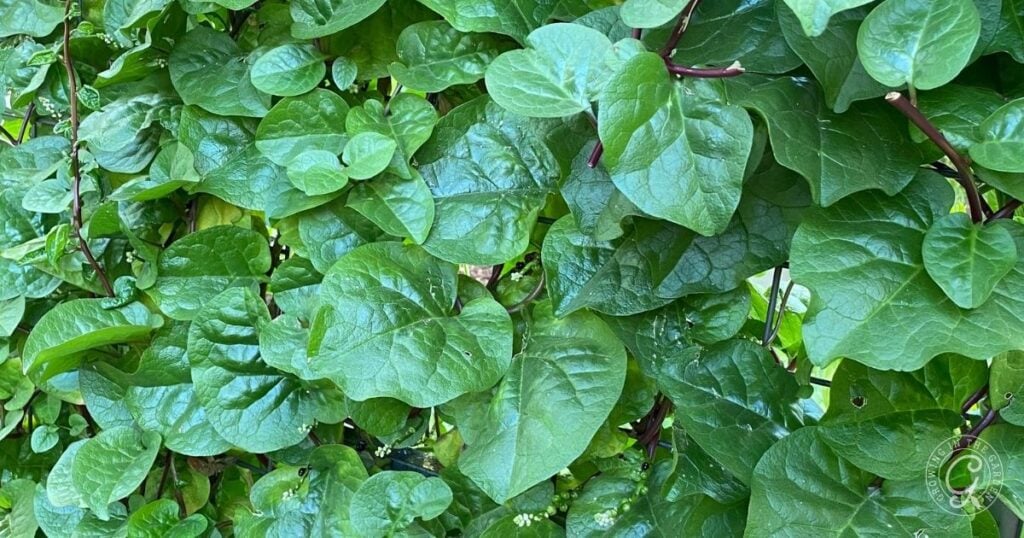 A dense cluster of shiny green leaves covers the malabar spinach plant, creating a lush and vibrant vine.