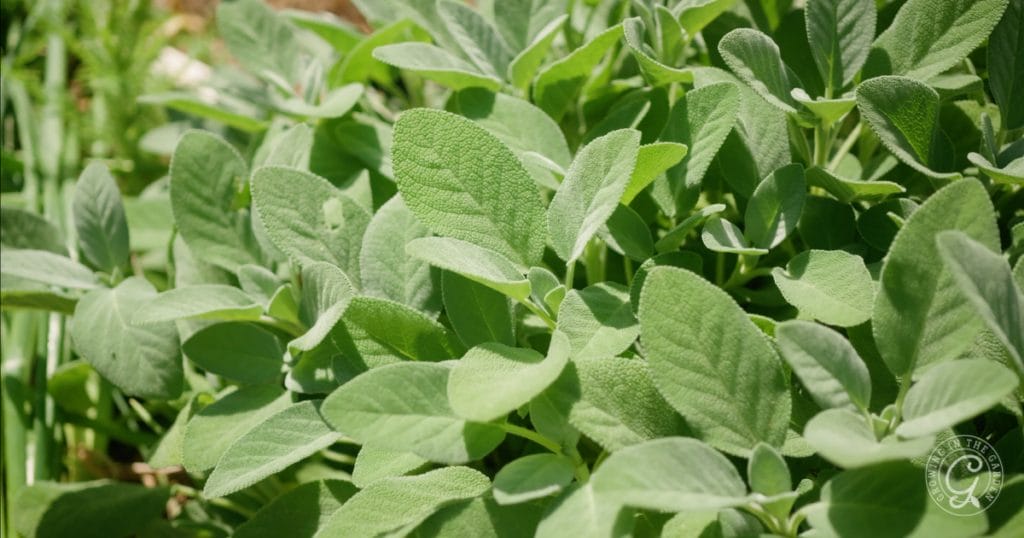 A close-up of lush green sage leaves growing densely in a garden, showing their soft, textured, and slightly silvery appearance—perfect inspiration for anyone learning how to grow sage in containers.