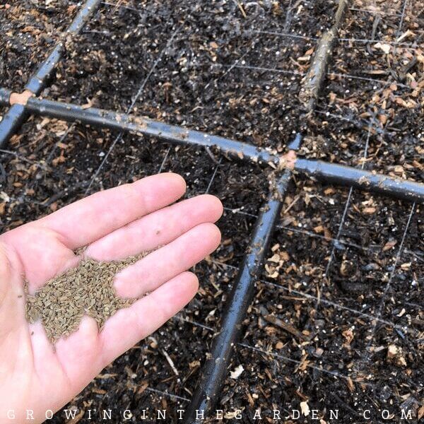 Plant Spacing in Square foot gardening