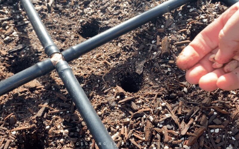 Why use grids for plant spacing in square foot gardens?