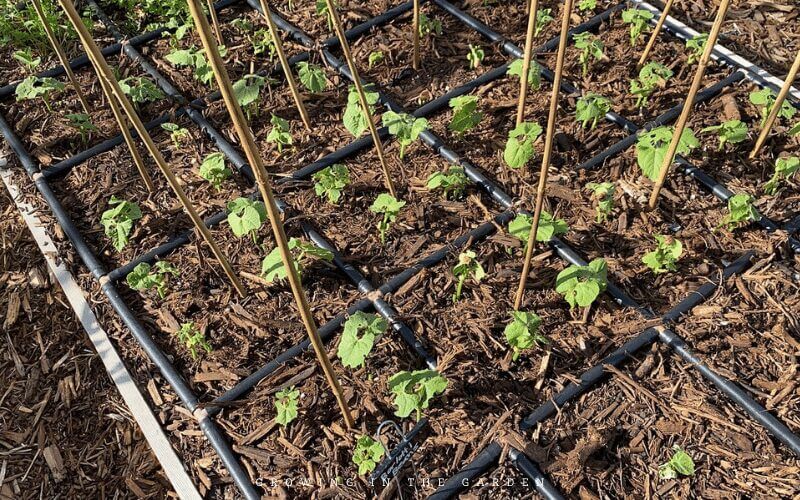 Why use grids for plant spacing in square foot gardens?