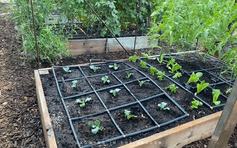 Follow the plant-spacing guidelines. Planting the recommended amounts allows you to utilize all the space in the beds without overcrowding. Proper spacing ensures adequate airflow for plants.  