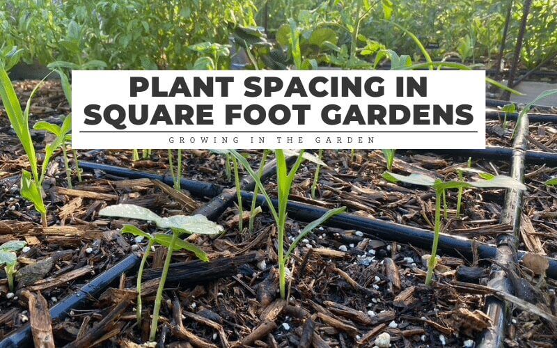 plant spacing in square foot gardens