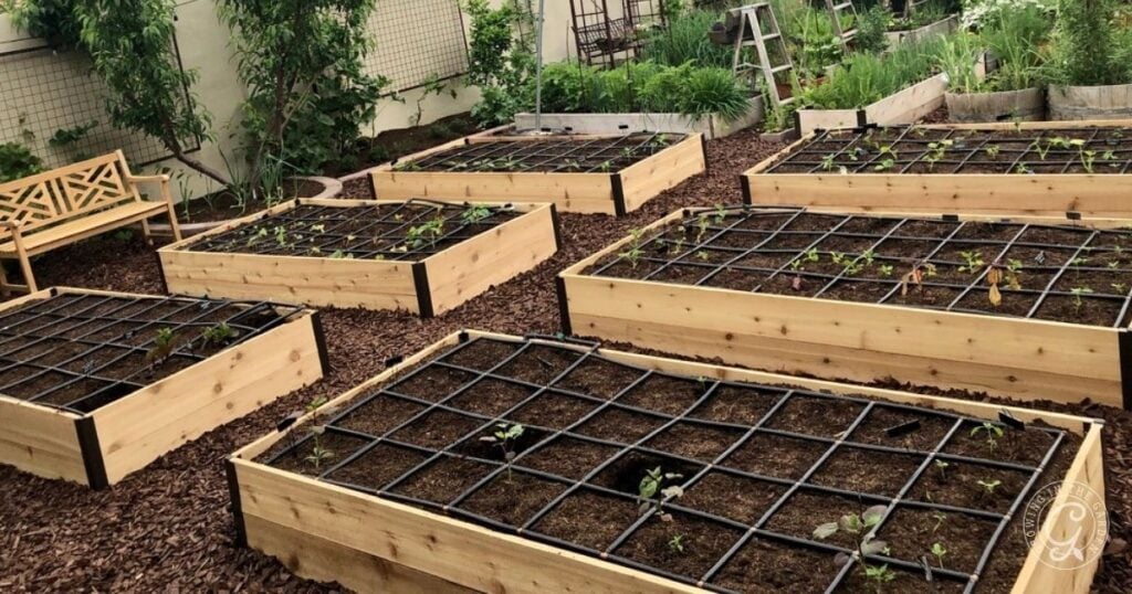 Six raised garden beds with grid patterns, newly planted seedlings, and a wooden bench in a backyard garden designed for those learning how to kill Bermuda Grass and cultivate thriving plants.