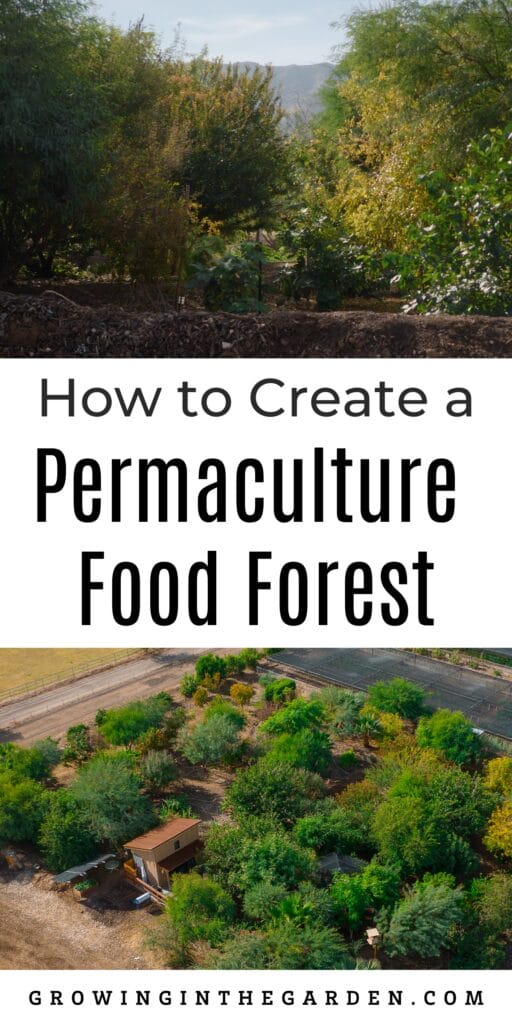Transform your backyard into a permaculture food forest. Expert tips for creating a productive and thriving food forest.