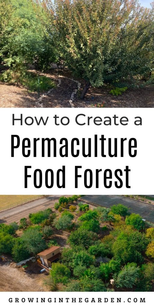 How to Create a Permaculture Food Forest