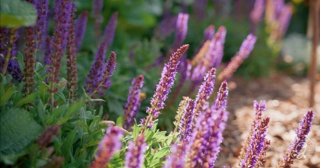 Purple salvia flowers grow in a sunlit garden, with green leaves and wood mulch in the background. The vibrant flower spikes make this a perfect plant for pollinators and help create an insectary border.