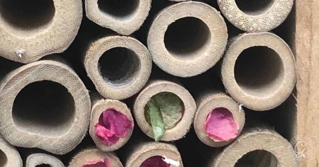 Close-up of hollow bamboo tubes, some filled with dried pink flower petals and green leaves, arranged tightly together—ideal to create insectary border habitats or plant for pollinators, forming a vibrant pattern of circular openings.