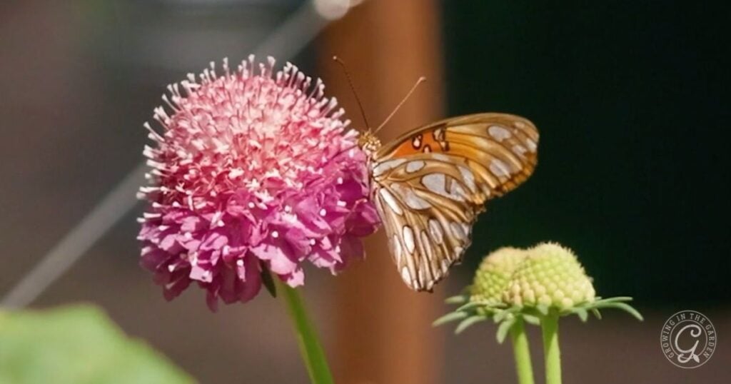 A brown and white butterfly rests on a pink, round flower blossom, sipping nectar—an ideal scene if you plant for pollinators or create an insectary border, with nearby pale greenish flowers framed by softly blurred greenery and light.