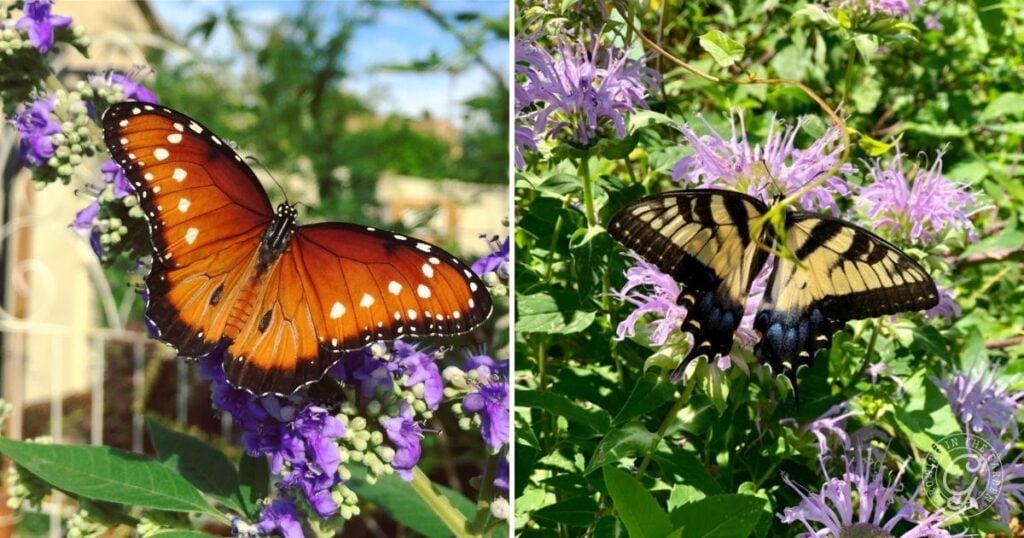 Two butterflies on purple flowers—a vibrant plant for pollinators. The left butterfly is orange with white and black edges, the right is yellow with black stripes and open wings, all surrounded by lush green foliage. Create an insectary border to attract such beauty.