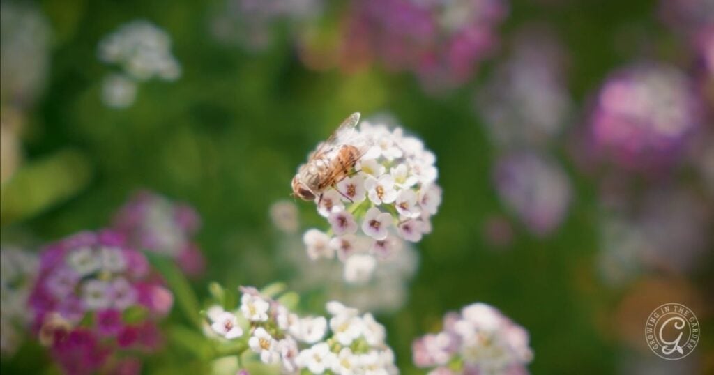 A bee is perched on a cluster of small white flowers, surrounded by blurred green and purple foliage—a beautiful example of how to create an insectary border or choose a plant for pollinators in your garden.