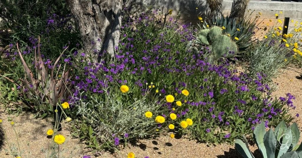 A garden bed with clusters of vibrant purple and yellow wildflowers, perfect to plant for pollinators, scattered among green foliage and cacti beneath the shade of a tree on a sunny day.