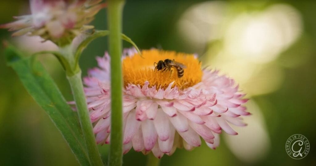 A bee collects pollen on a pink and yellow strawflower with green stems and leaves in the background—an ideal plant for pollinators. Sunlight softly illuminates the scene, creating a warm, natural setting perfect to create an insectary border.