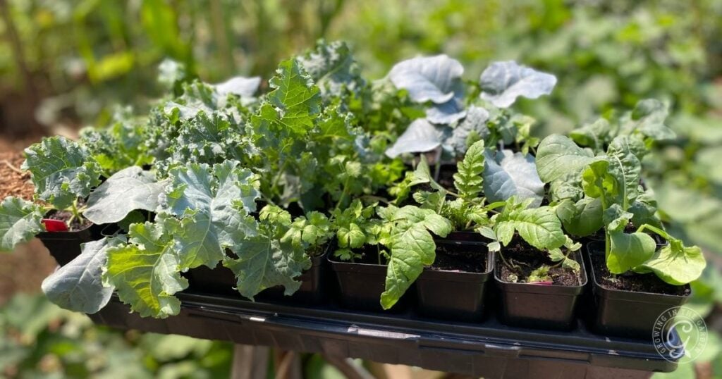 Seedlings of leafy greens and vegetables growing in small black pots outdoors in bright sunlight—perfect for learning from common vegetable gardening mistakes.