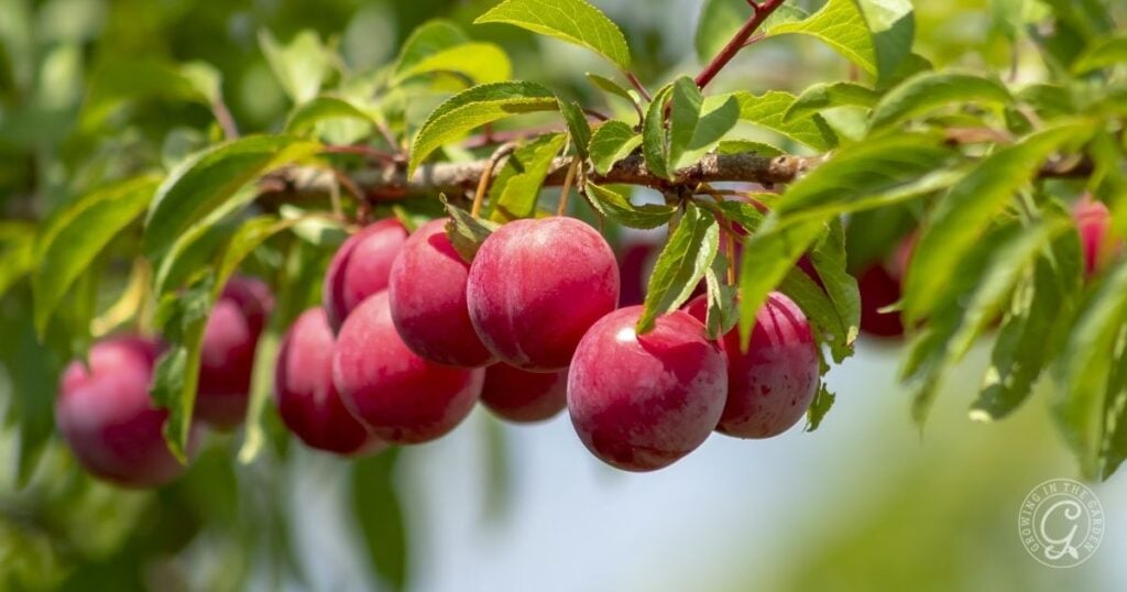 A cluster of ripe red plums hangs from a tree branch with green leaves, showcasing the bounty possible when following tips from the Arizona Fruit Planting Guide.