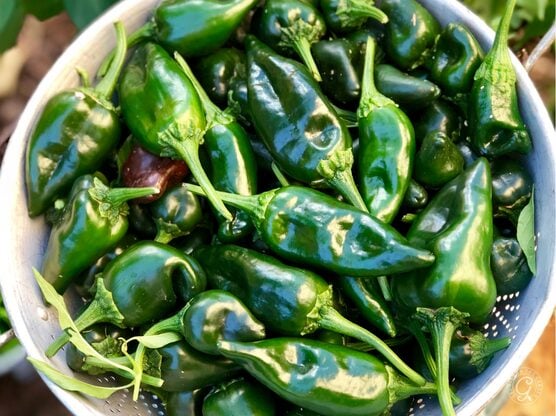 Poblano Peppers featured image