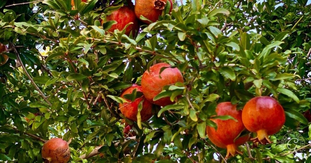 Ripe pomegranates hanging from the branches of a leafy tree against a blue sky, just as recommended in the Arizona Fruit Planting Guide.
