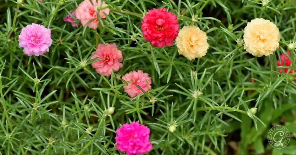 Colorful Portulaca flowers in shades of pink, red, and yellow with green needle-like leaves are a vibrant choice recommended in the Arizona Annual Flowers Planting Guide.