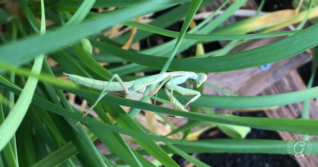 Gardening for Beginners: Beneficial Insects as Pest Control