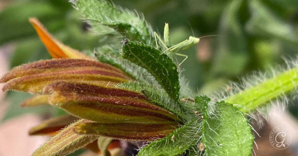Praying mantis on rudbeckia
