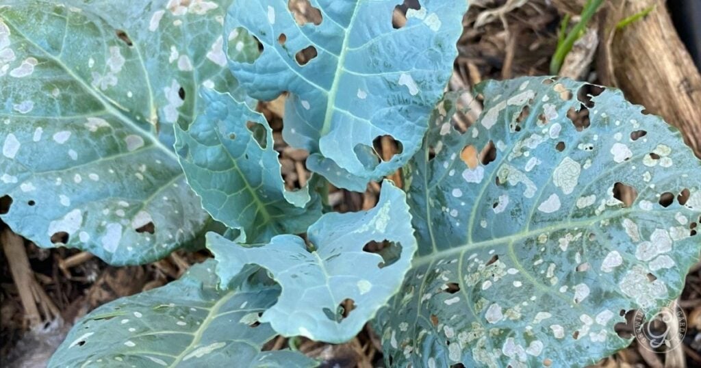 Protecting Seedlings from Pests