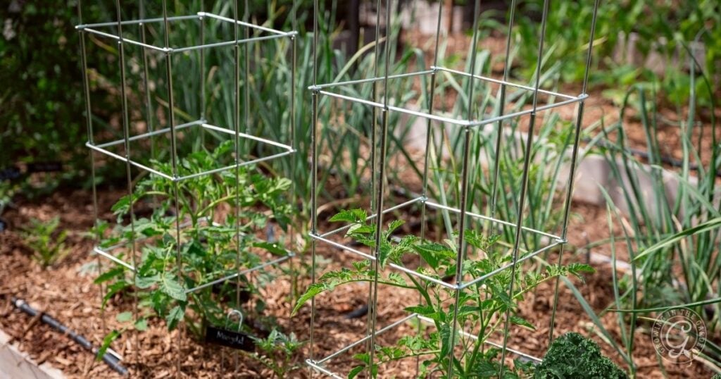 Young tomato plants supported by metal cages in a mulched garden bed show how to plant tomatoes successfully, with lush green plants thriving in the background.