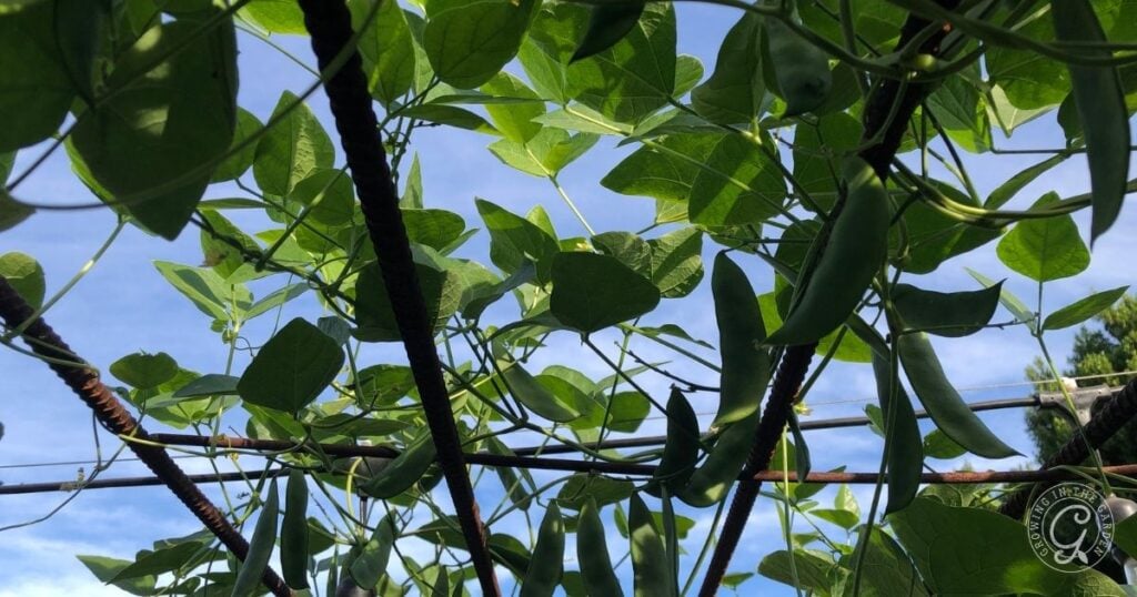 Green bean pods and leaves growing on a trellis against a blue sky, viewed from below—an inspiring sight for anyone learning how to grow lima beans.