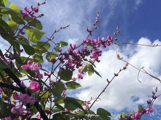 Purple Hyacinth Bean Vine featured image